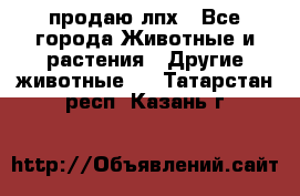 продаю лпх - Все города Животные и растения » Другие животные   . Татарстан респ.,Казань г.